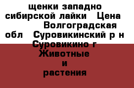 щенки западно сибирской лайки › Цена ­ 4 000 - Волгоградская обл., Суровикинский р-н, Суровикино г. Животные и растения » Собаки   